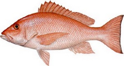 Le vivanneau, poisson culte en Guadeloupe, photo Kscades Le vivanneau, poisson culte en Guadeloupe, photo Kscades