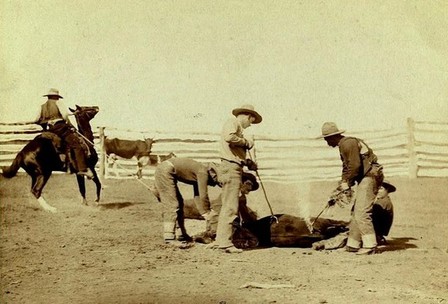 Branding calves, 1888. en.wikipedia.org/wiki/Rodeo Branding calves, 1888. en.wikipedia.org/wiki/Rodeo