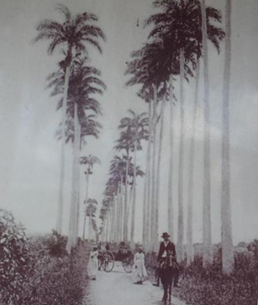 Allée Dumanoir patrimoine historique de la Guadeloupe Allée Dumanoir patrimoine historique de la Guadeloupe