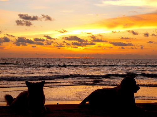 Animaux de compagnie et location de vacances @ Flickr 005_marco Animaux de compagnie et location de vacances @ Flickr 005_marco