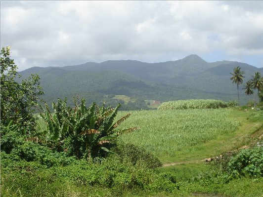 Commune Le Lamentin-canne Commune Le Lamentin-canne