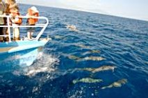 dauphin baleine guadeloupe dauphin baleine guadeloupe