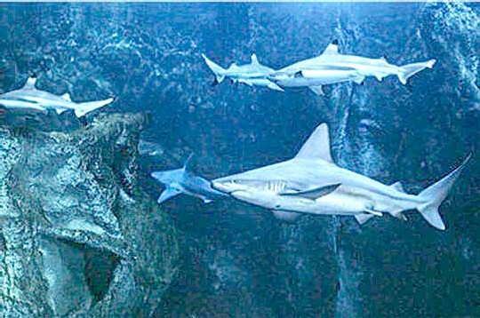 Un aquarium à requins Un aquarium à requins