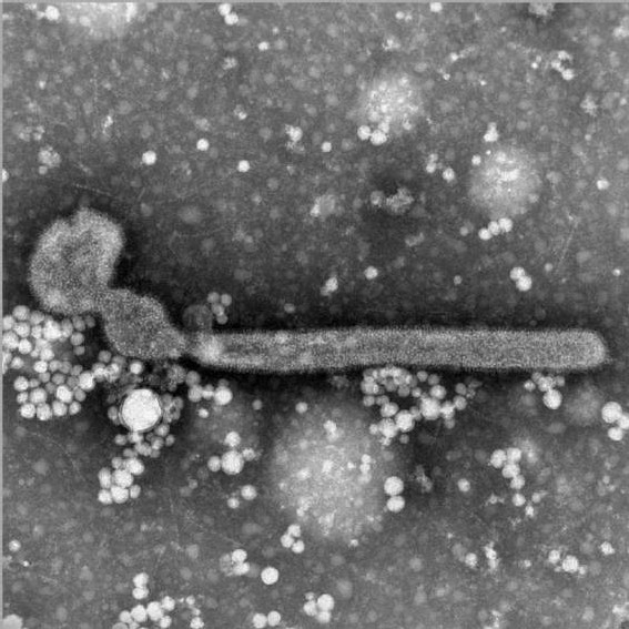 Virus H5N2