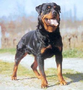 Caractère du Rottweiler Caractère du Rottweiler